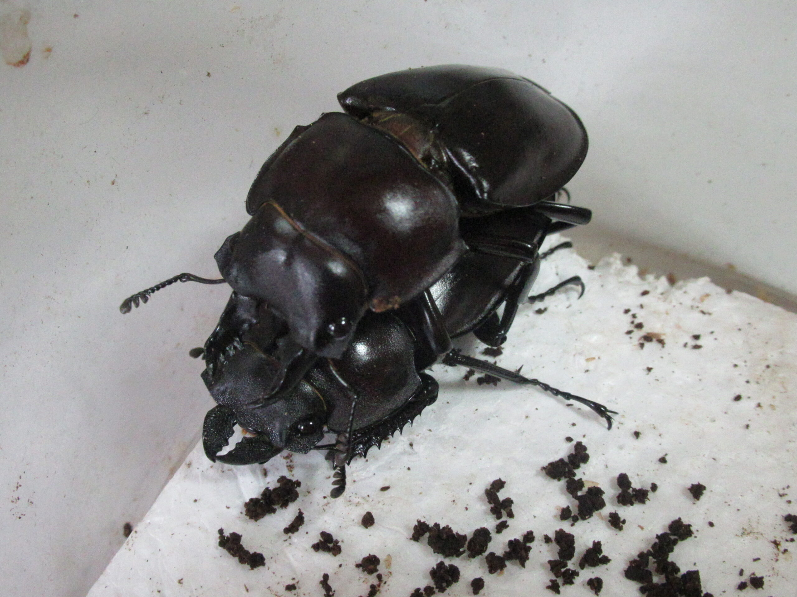 ヤエヤママルバネクワガタのペアリングと産卵セット投入