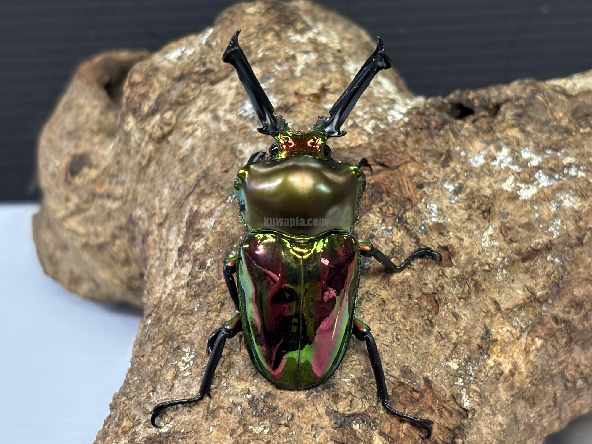 ニジイロクワガタペア | くわかぶプラネット