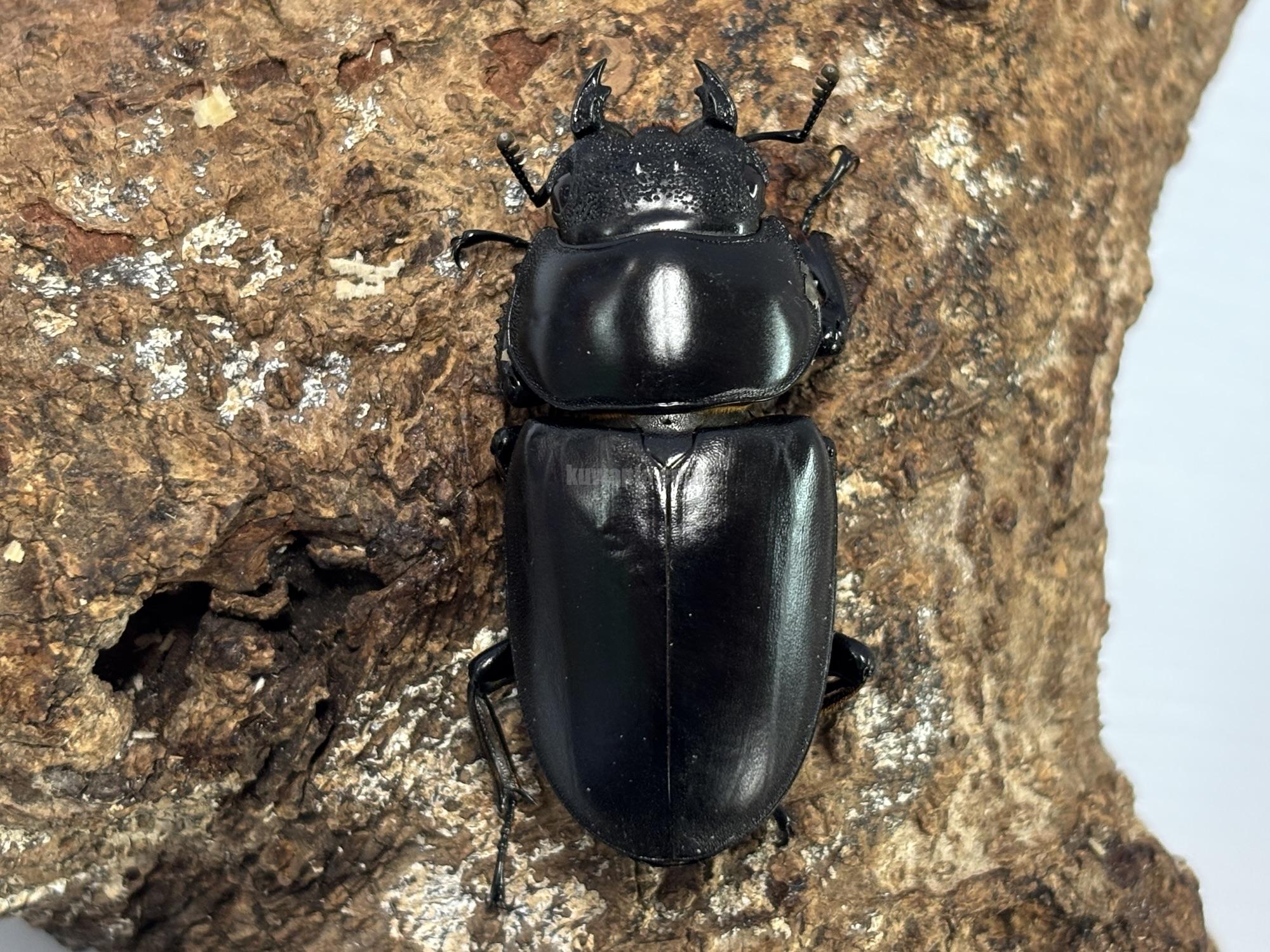 ネパールアンタエウスオオクワガタペア | くわかぶプラネット