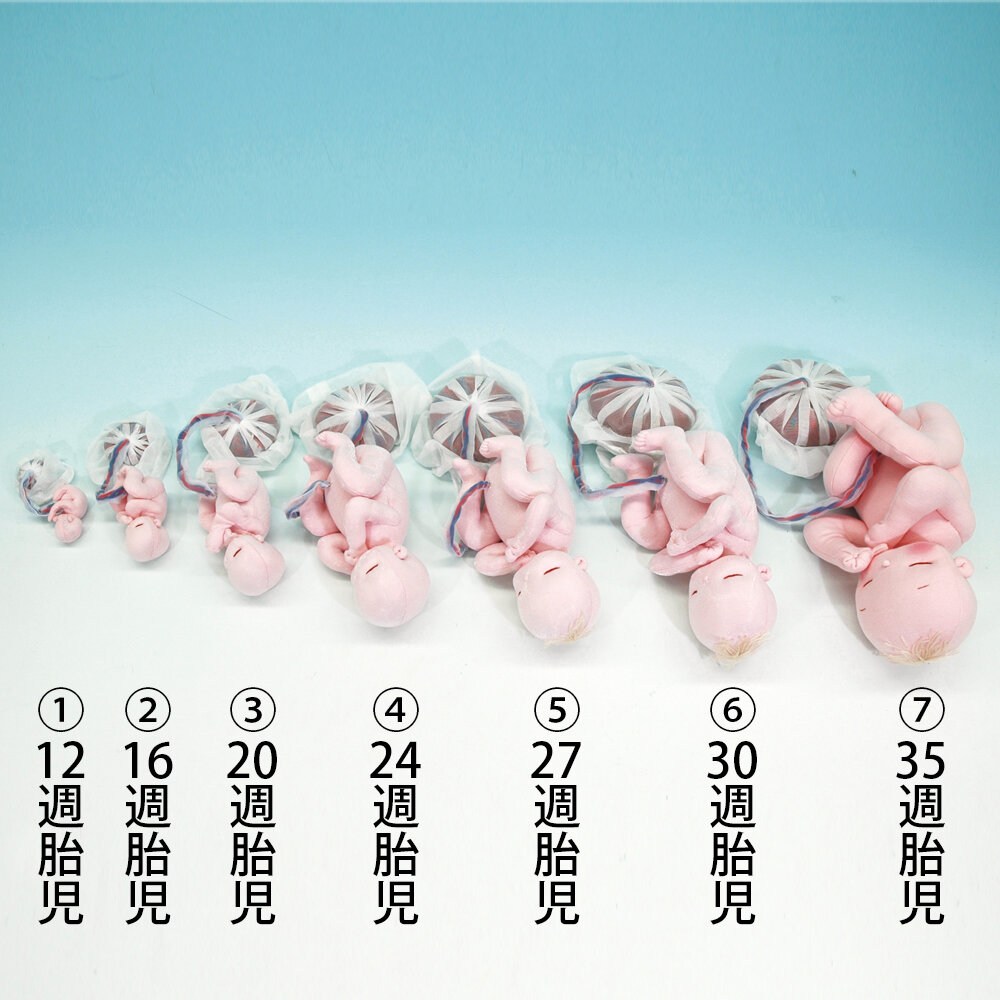 産科婦人科に向けた教材シリーズ | 京都科学