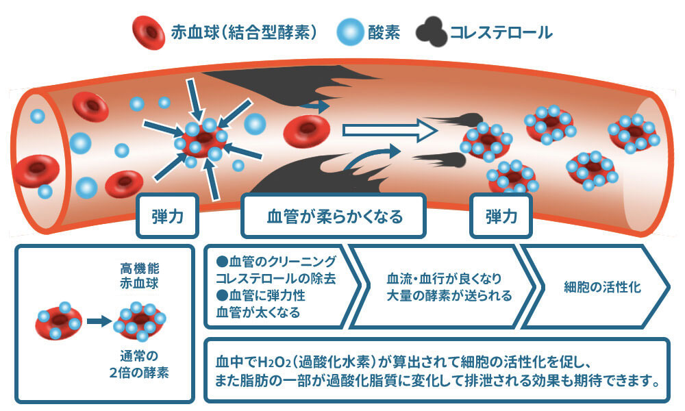 オゾン療法 | アンチエイジング | 京都御池メディカルクリニック［予防