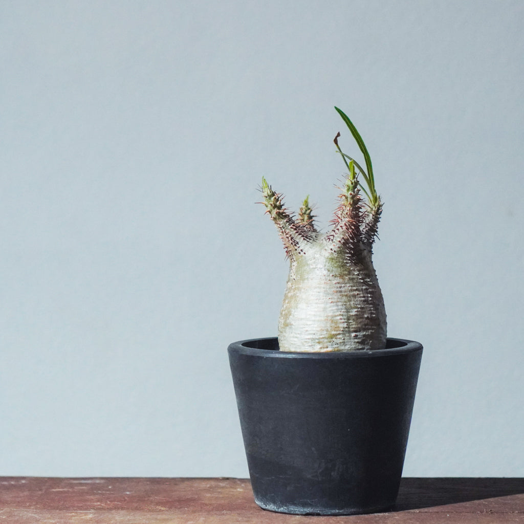 2024年7月入荷※キズあり】パキポディウム グラキリス | P-08 – LAND