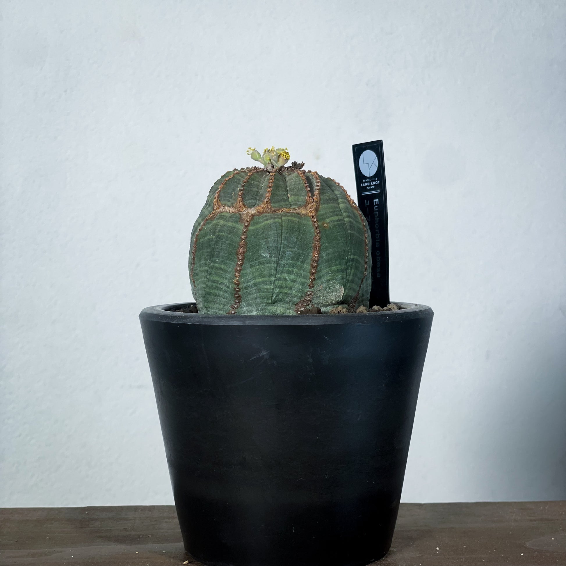 ユーフォルビア　オベサ オールド】ユーフォルビア・オベサ Euphorbia obesa – HANS 多肉植物と