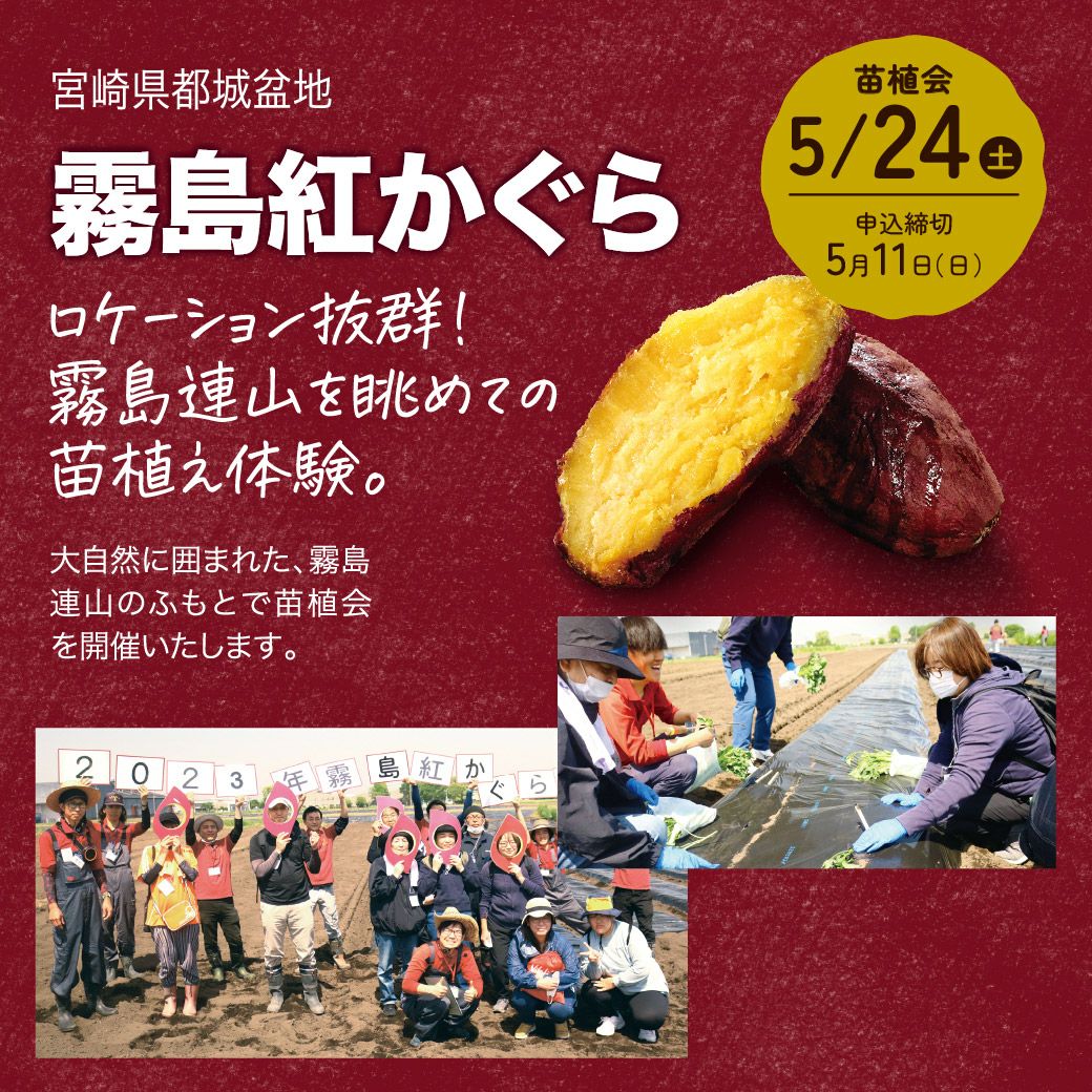 おいも株オーナー制度苗植会・収穫祭 | 【公式通販】らぽっぽファーム