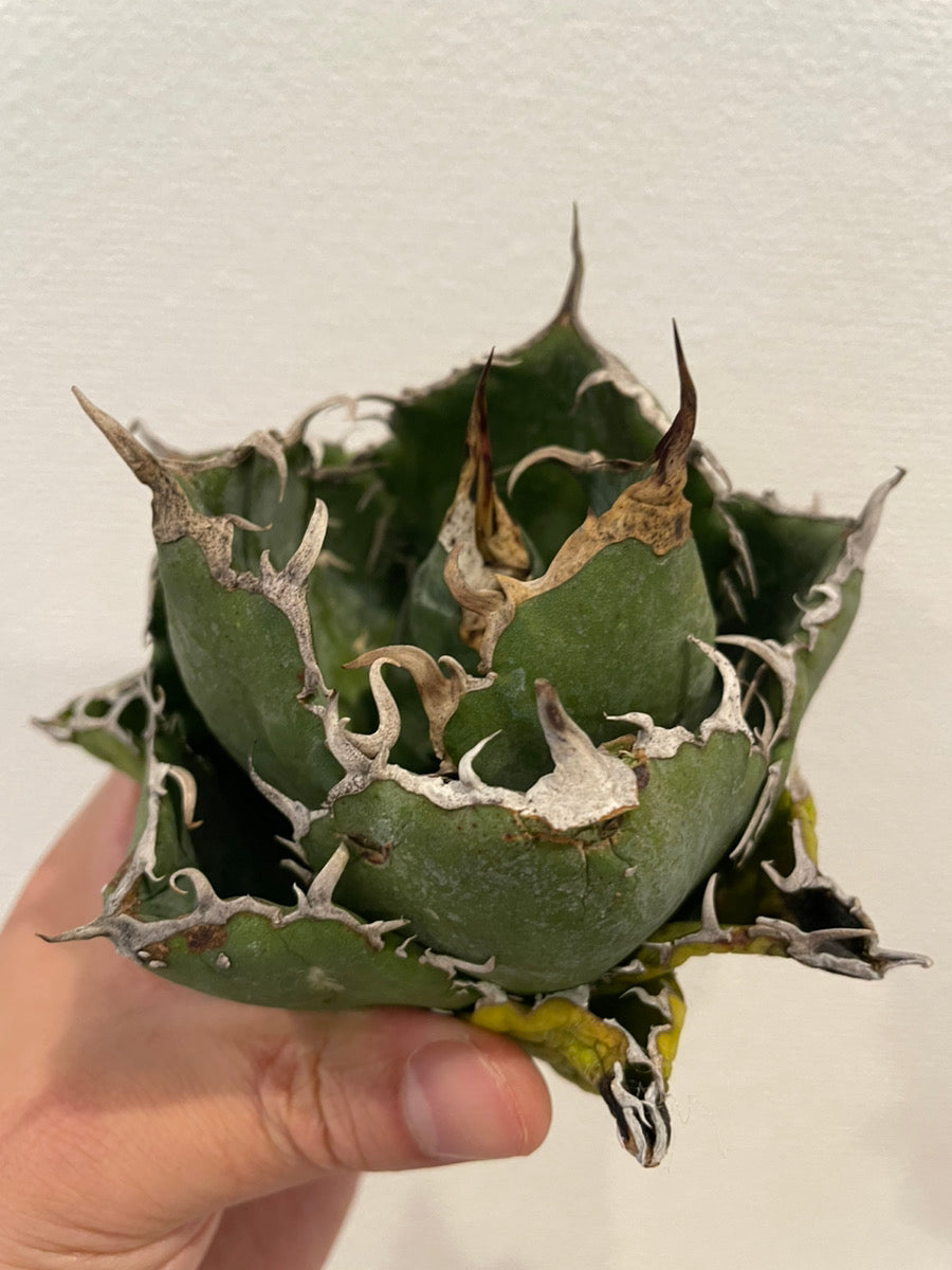 通販】アガベ チタノタ 白鯨 強棘 特選株を限定販売｜青緑の美しい