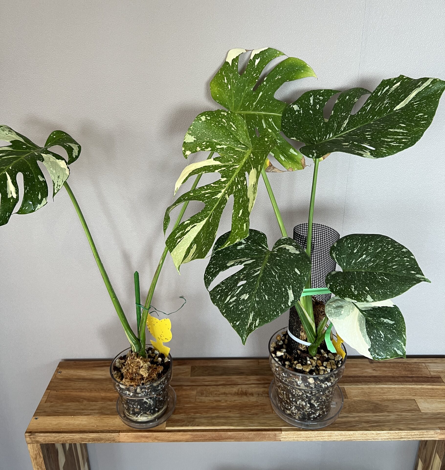 けんけん MonsteraLegacy モンステラ レガシー 斑入り モンステラ