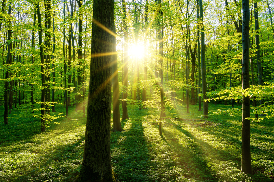 Optisolis™ | 照明 | LED | 日亜化学工業株式会社