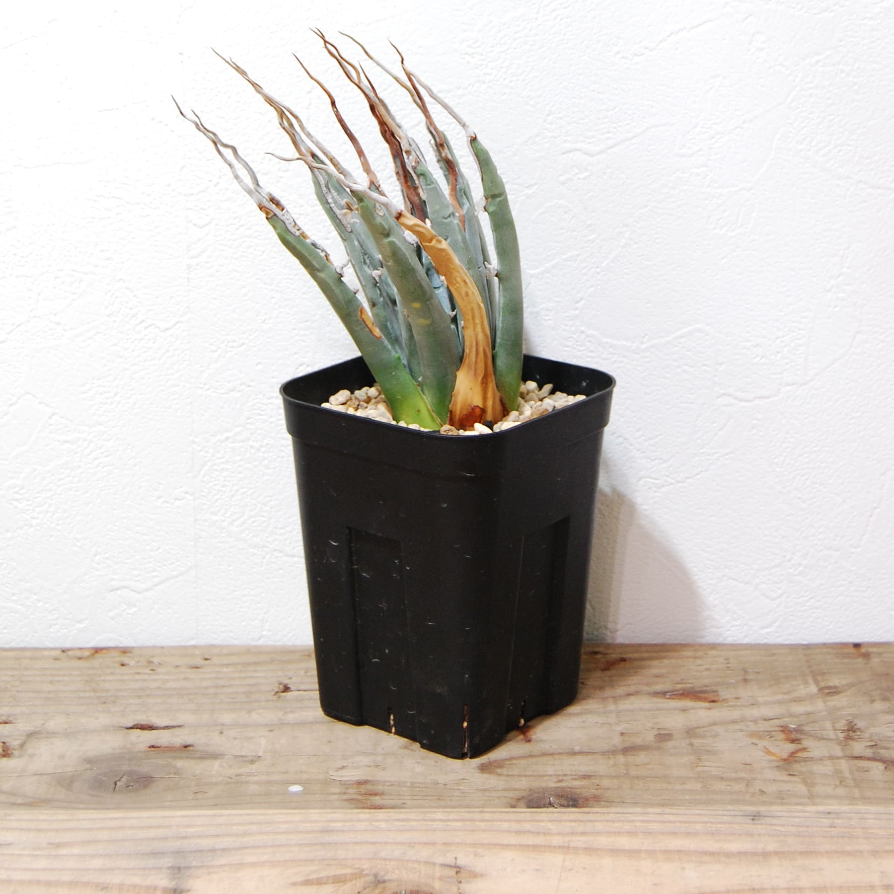 アガベ ユタエンシス エボリスピナ（US株） OS10 – linkplants -リンク