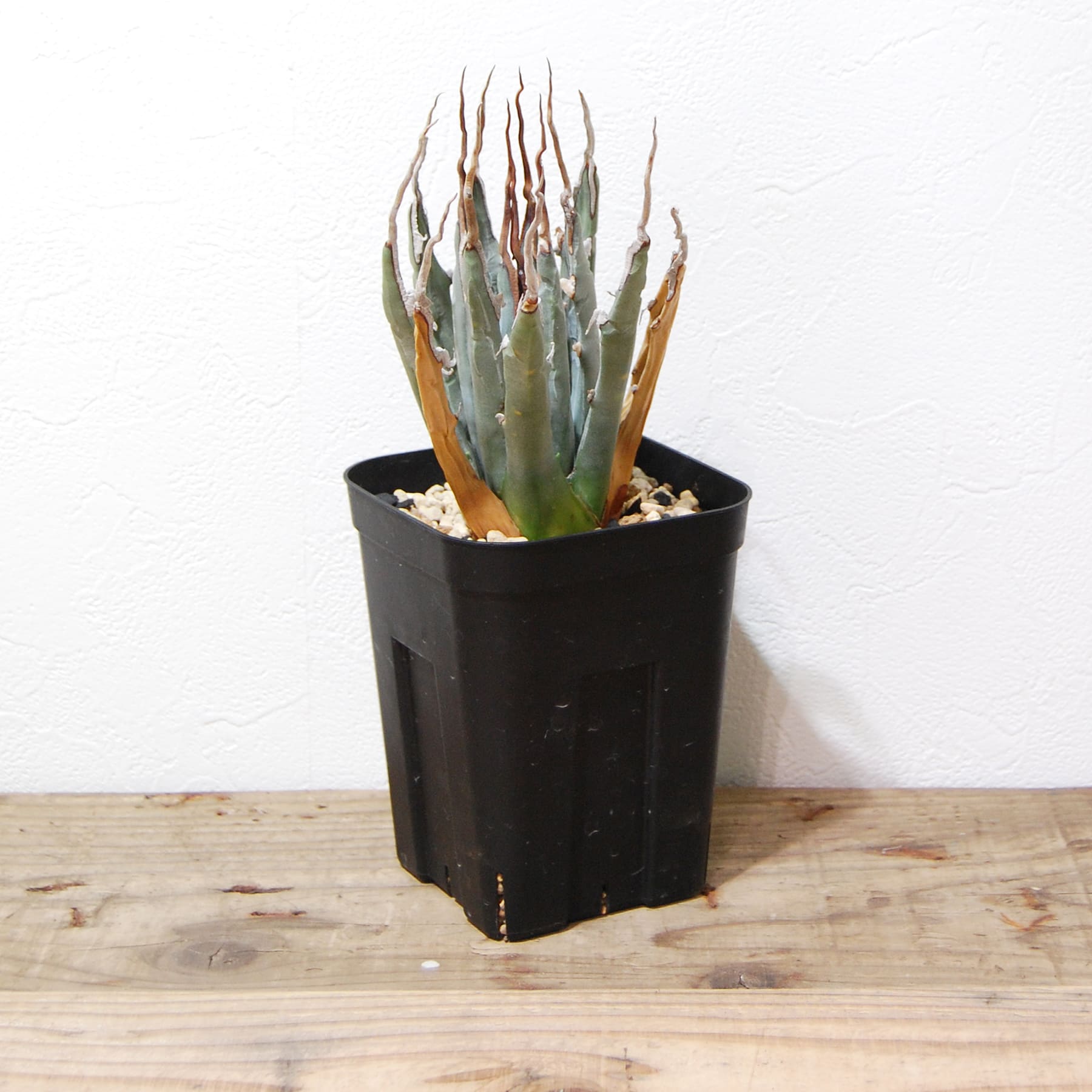 アガベ ユタエンシス エボリスピナ（US株） OS10 – linkplants -リンク