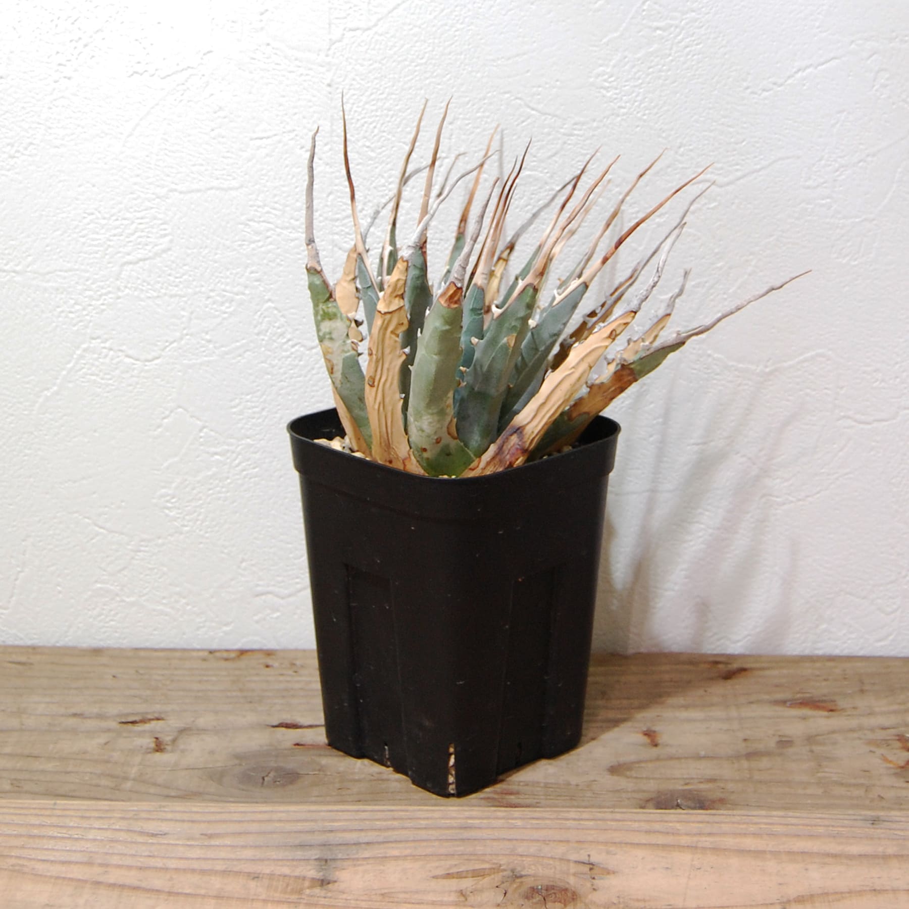 アガベ ユタエンシス エボリスピナ（US株） OS12 – linkplants -リンク