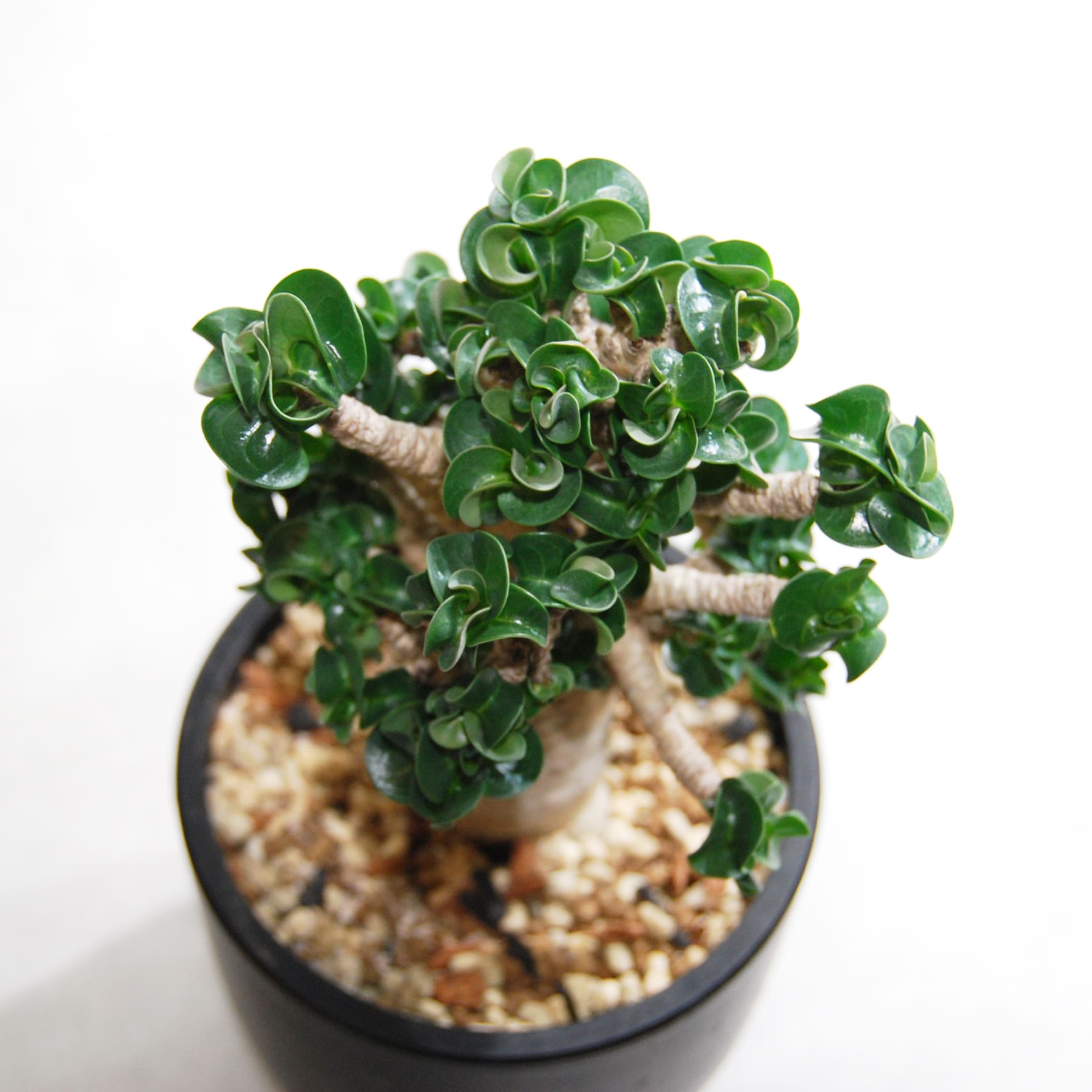 アデニウム アラビカム 獅子葉タイプ（Dorset Horn Adenium【D.H.A