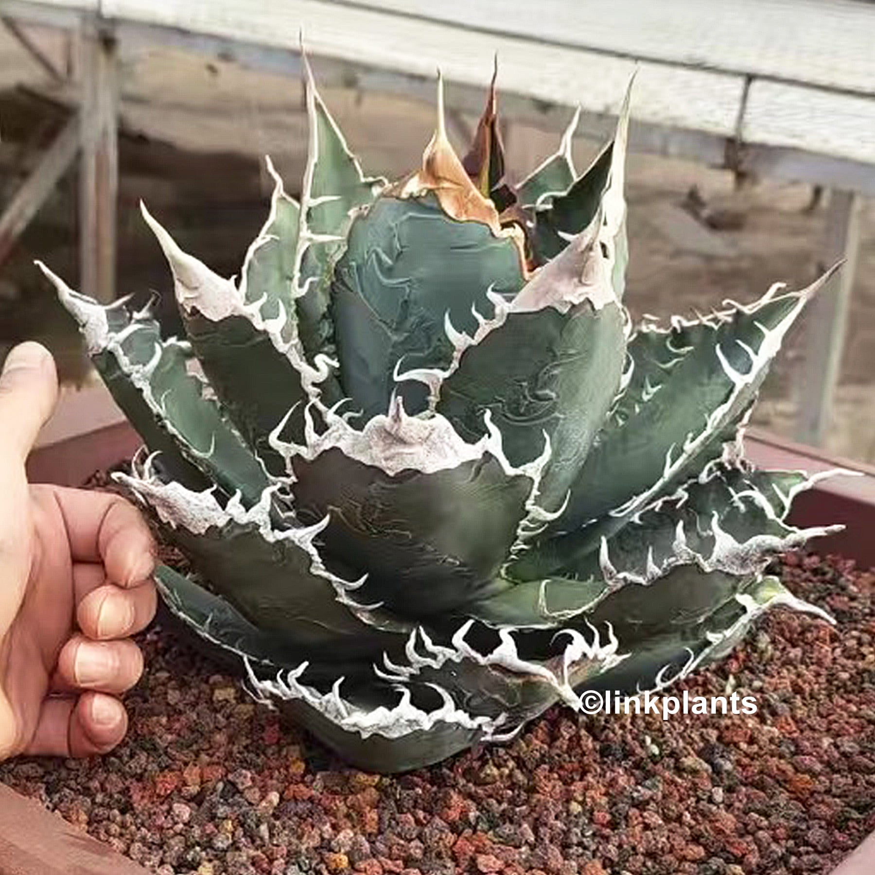 super titanota アガベ スーパーチタノタ cactus green 6 Agave super