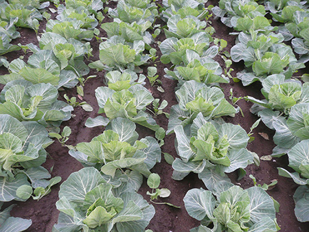 ルーラル電子図書館：農業技術大系 | 追録