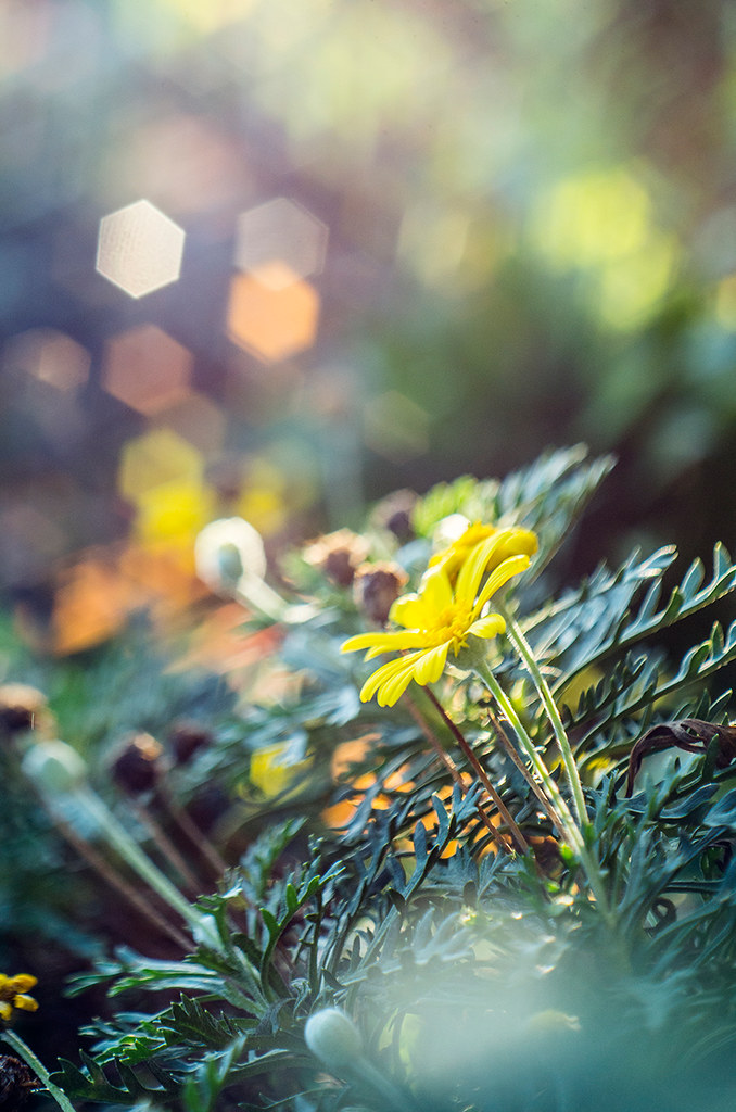 Pentaflex-Color 50mm f/2.8 m42 | Flickr