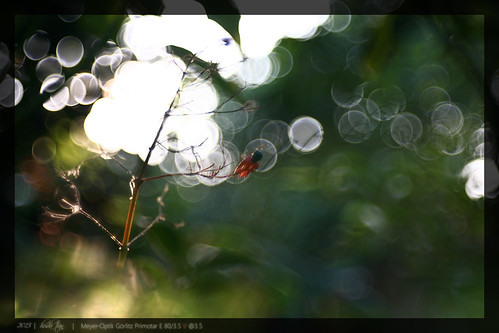Meyer-Optik Gorlitz Primotar E 80mm f/3.5 | Flickr