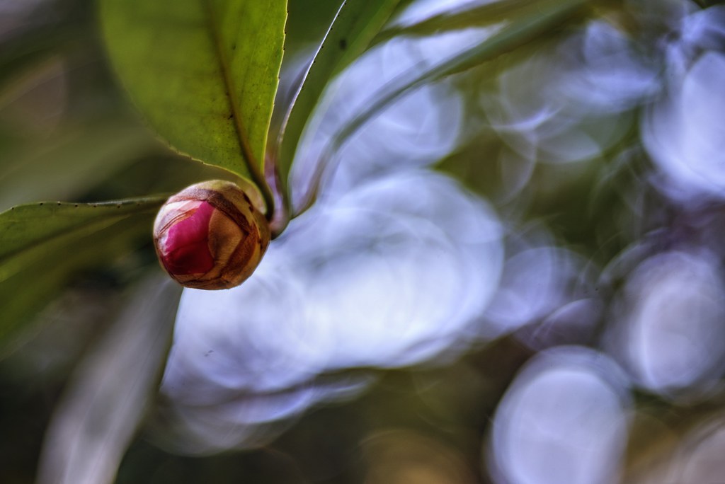 A new life begins (Pentacon AV f2.8 80mm) | Today I tested a… | Flickr