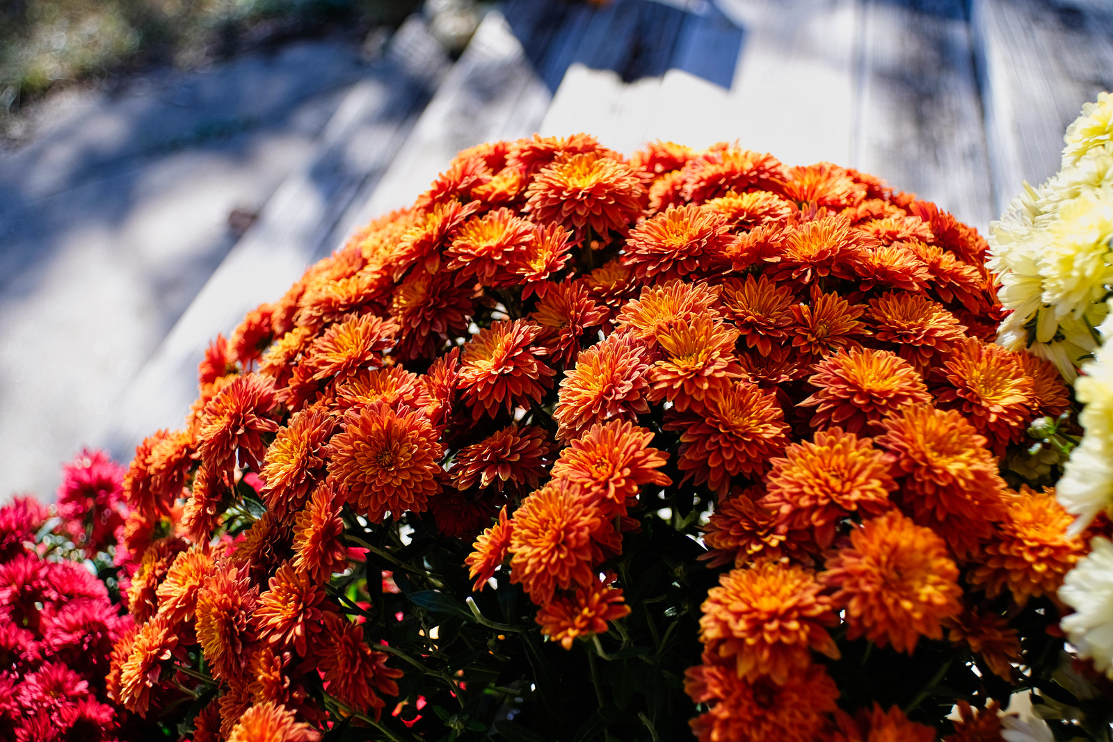 Super-Multi-Coated Takumar 24mm f3.5 - PentaxForums.com