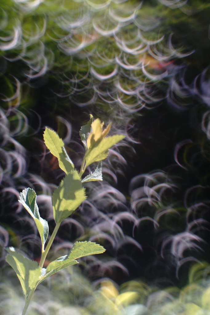 オールドレンズ】Super-Multi-Coated TAKUMAR 55mm F1.8宝石レンズの