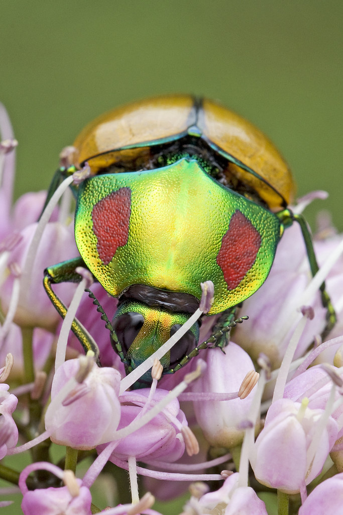 Calodema regalis – Australian Insects