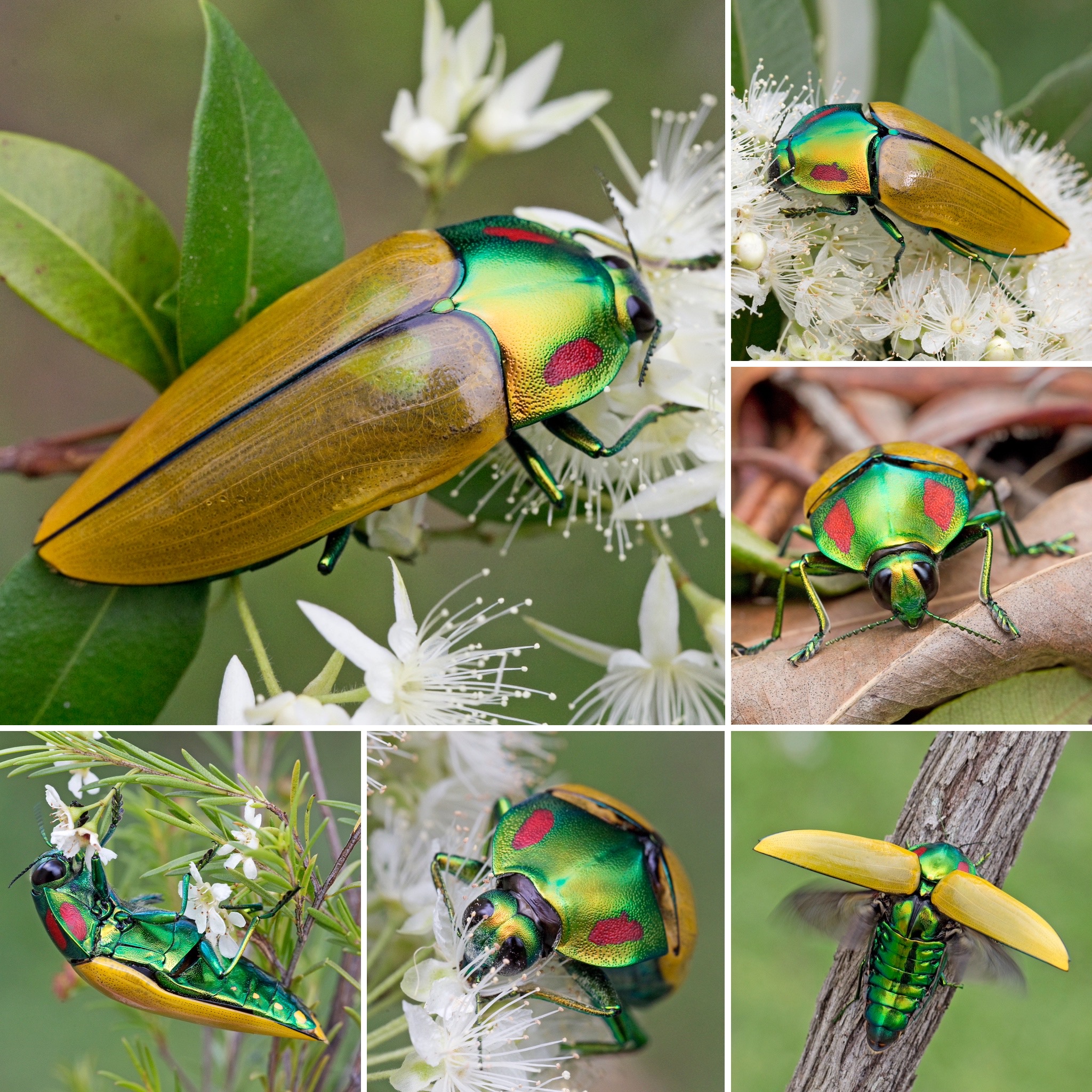 Calodema regalis – Australian Insects