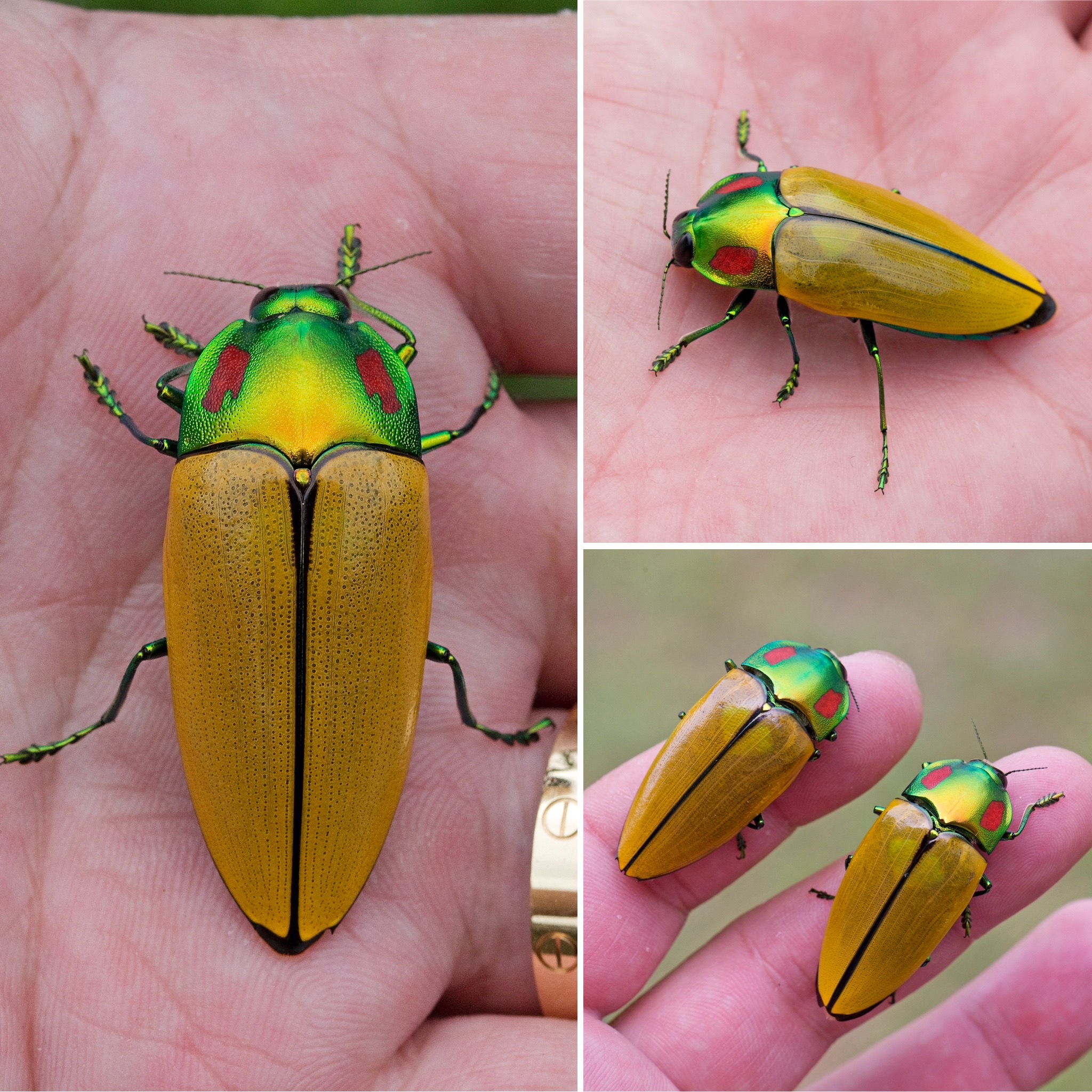 Calodema regalis – Australian Insects