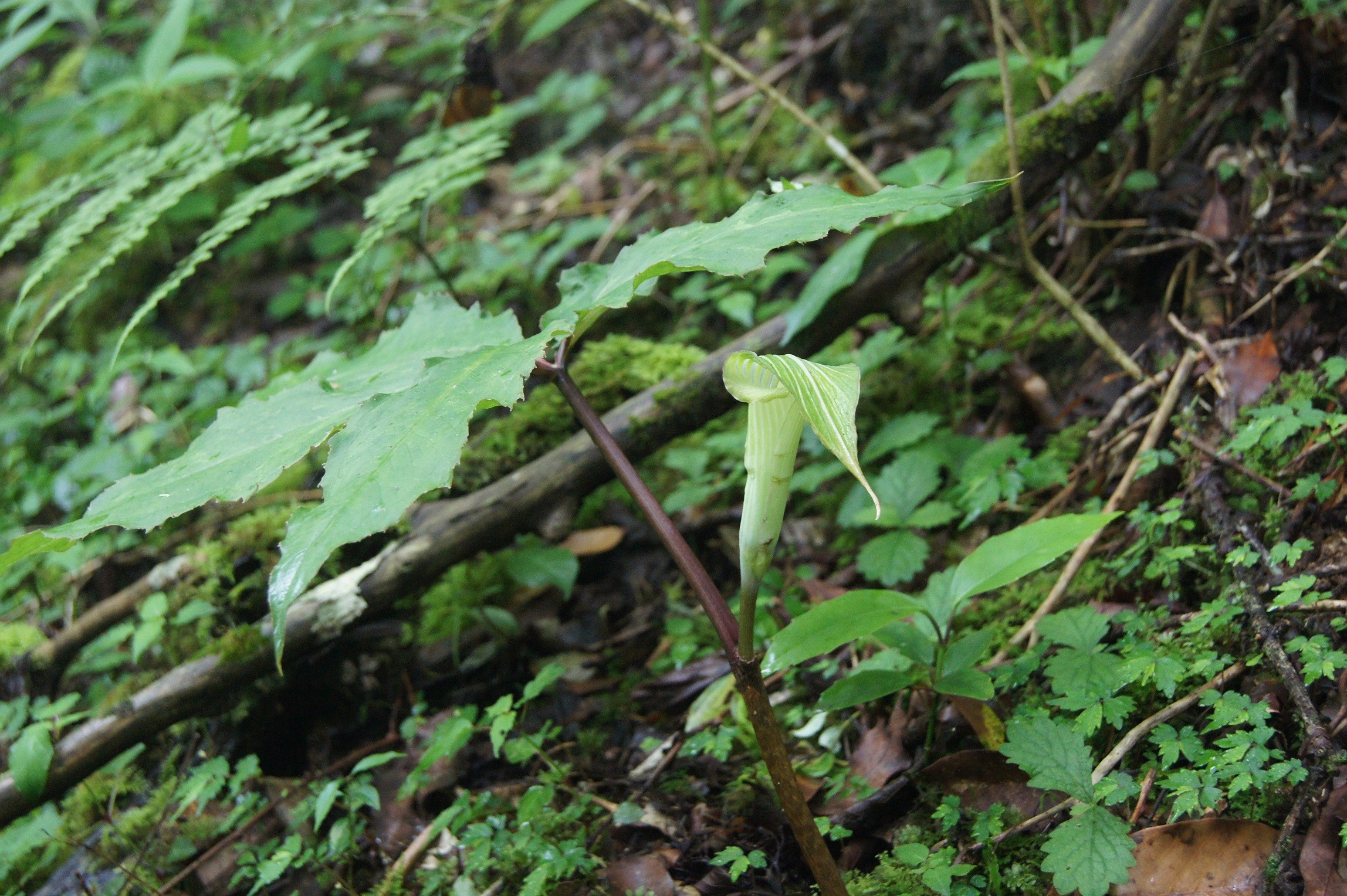 自生地NOW036 ヒュウガヒロハテンナンショウ : 南九州植物園