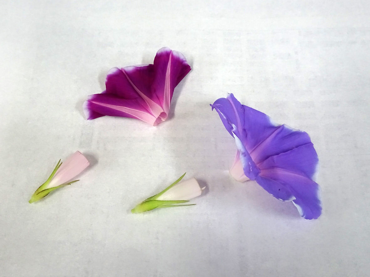 あさがおの押し花づくり : あさがお 絵日記