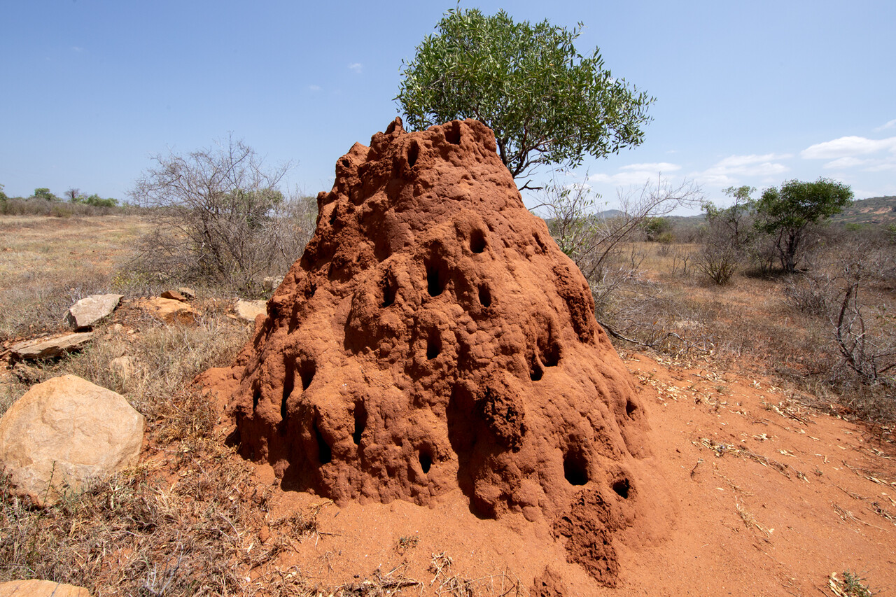 超巨大シロアリ女王発見！ : ありんこ日記 AntRoom