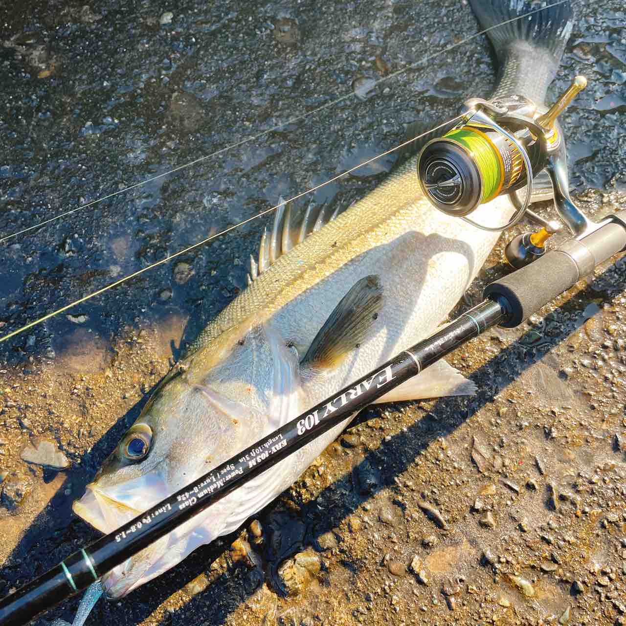 ヤマガブランクス EARLY103M for surf : シーバス&ライトゲームな日々