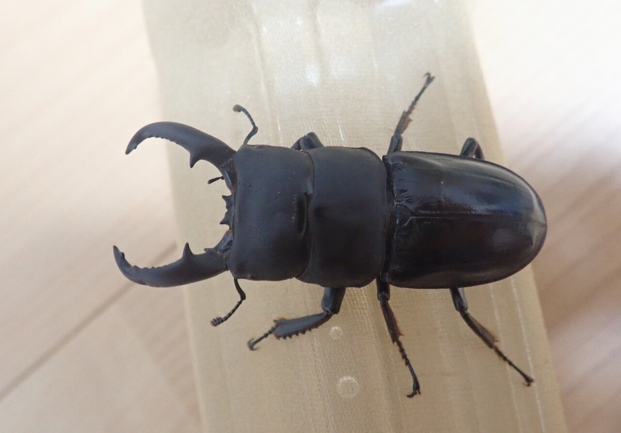 ハチジョウヒラタ（WF3）飼育記 : NEOの虫採りはいじゃんぷ