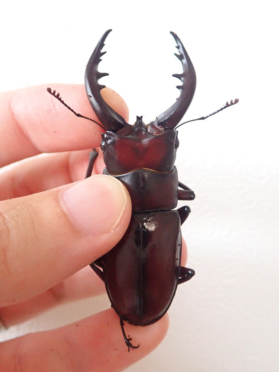 トクノシマノコギリ（WF1）飼育記 : NEOの虫採りはいじゃんぷ