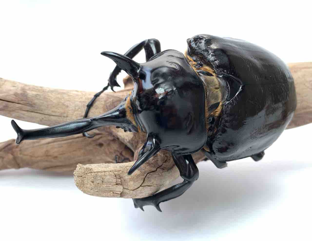 マルスゾウカブトが年中安いのは「金儲け層」が参入しにくいから