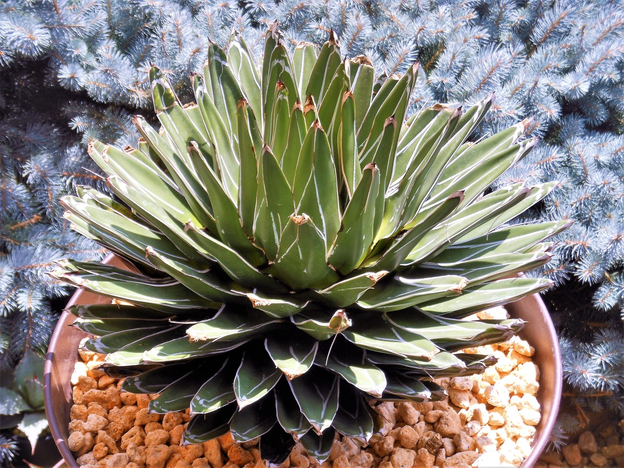 アガベ 姫笹の雪 白外斑入 子株4個付き アガベ 極上姫