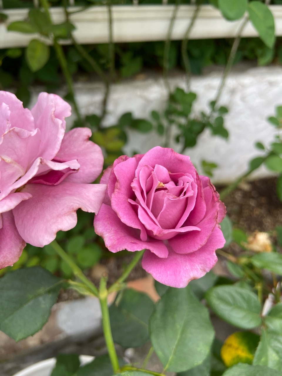 バラ2番花開花中:ラナムール,彩,エンジェルフェイス : のばらの