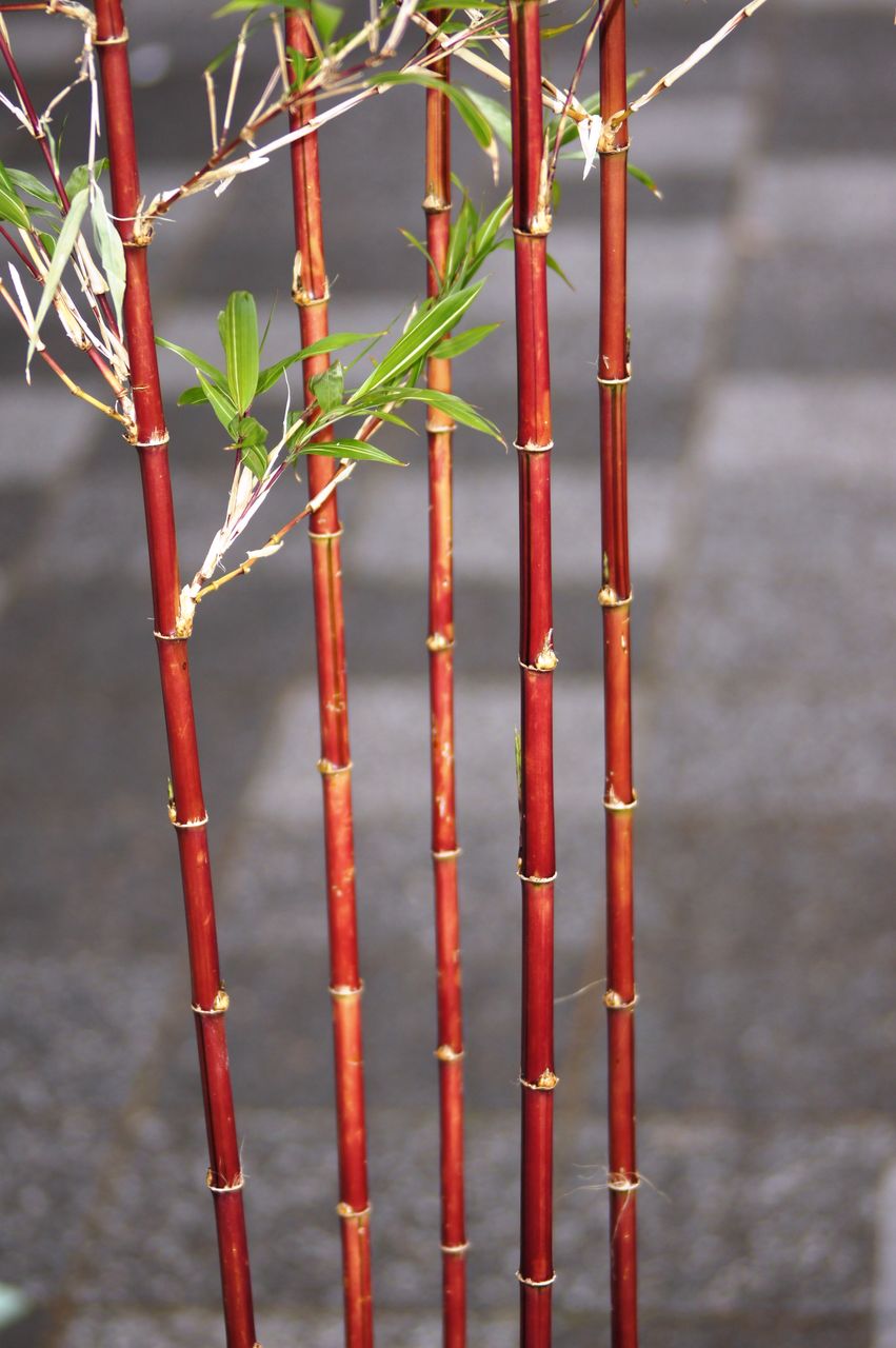 朱竹鉢販売 : 花重 京都 hanajyu