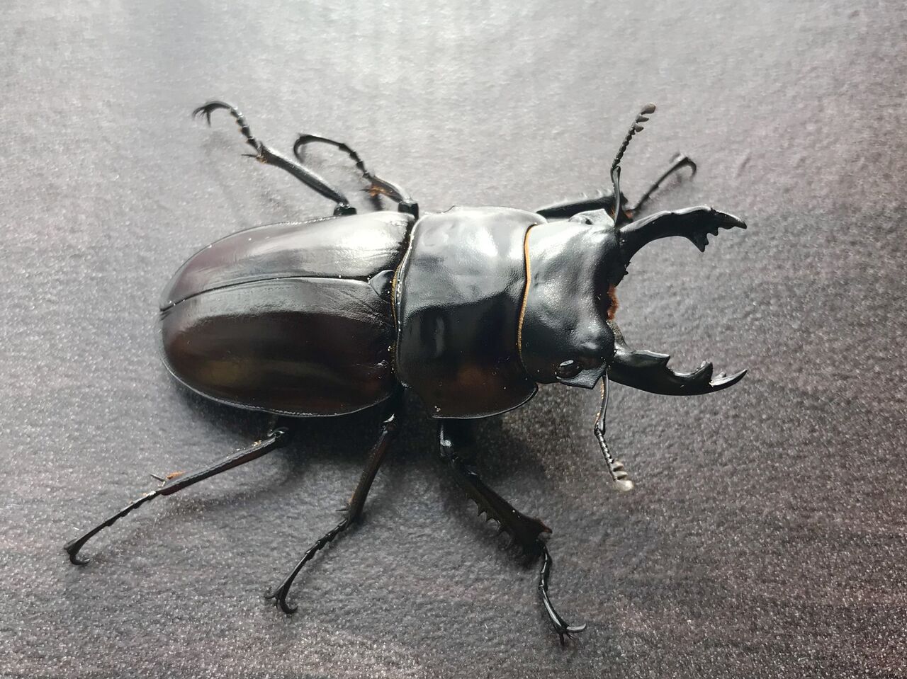 ヤエヤママルバネクワガタ 規制前野外品【標本】59.2ミリ 2026年最新