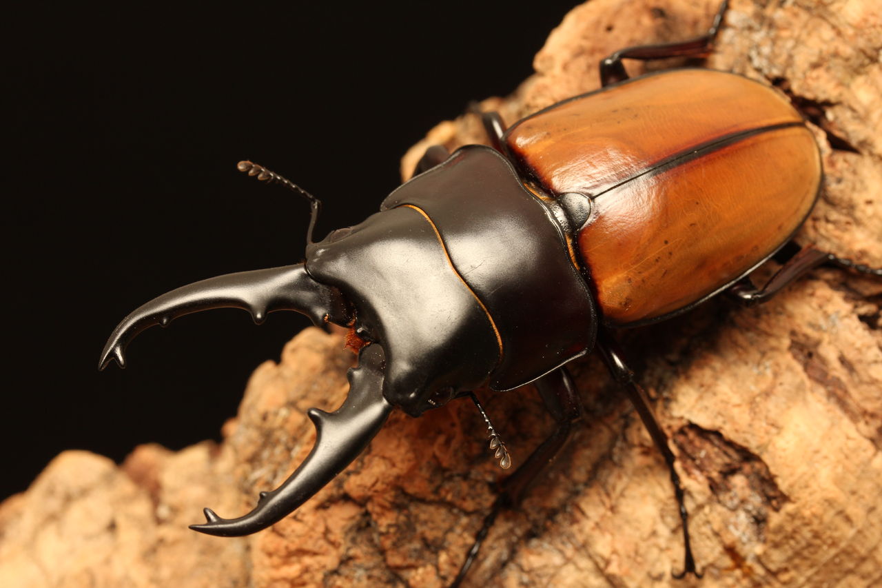 ラフェルトノコギリクワガタ飼育記 : オオカブトの部屋