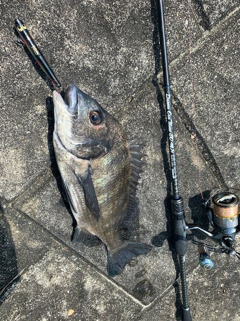 ドリームコンスリー80MH : dreemup