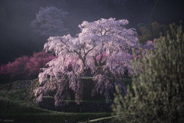 レンズ購入】Canon EOS kiss x7で使う単焦点、50mmと85mmで悩んでます