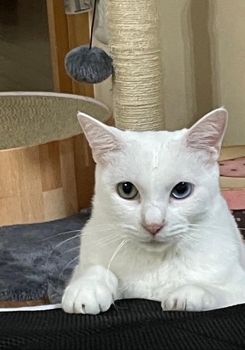 白猫 Lサイズ サンプルページ オーダー