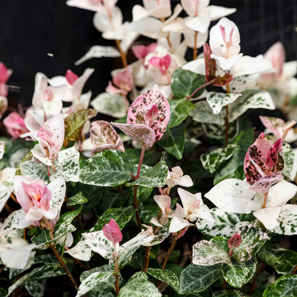 Snow-N-Summer™ Asiatic Jasmine- 3 Gallon Container – Lots of Plants