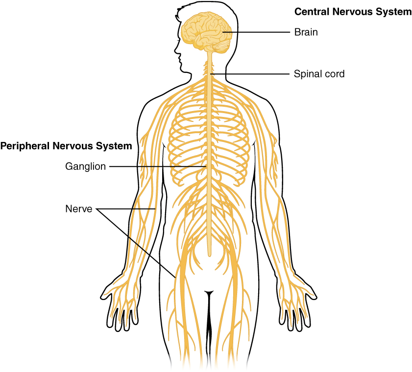Anatomy of the Nervous System – Medical Terminology: An