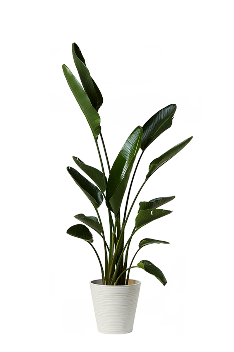 ガジュマル ｜ 個人住宅向け観葉植物レンタル ｜ LOVE GREEN -ラブ