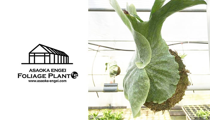 ビカクシダ・スパーバムの育て方 水やり・置き場は？｜植物図鑑