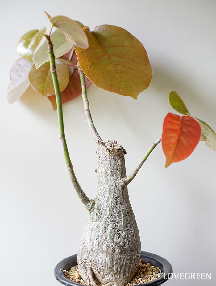 ボンバックスの育て方・栽培方法 | LOVEGREEN(ラブグリーン)