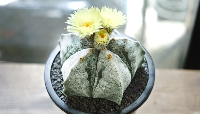 ランポー玉(鸞鳳玉)の育て方・栽培方法 | LOVEGREEN(ラブグリーン)