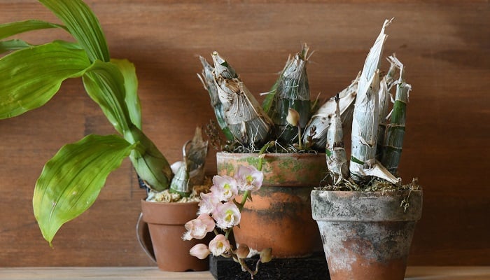 バルブも楽しい！オススメのタケノコ系のラン5選 | LOVEGREEN(ラブ