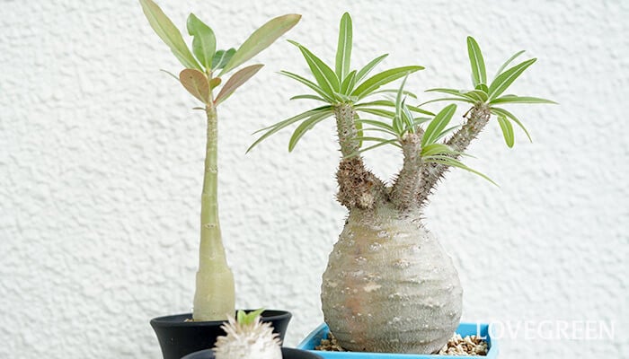 塊根植物（コーデックス）とは？ 種類、季節ごとの育て方など