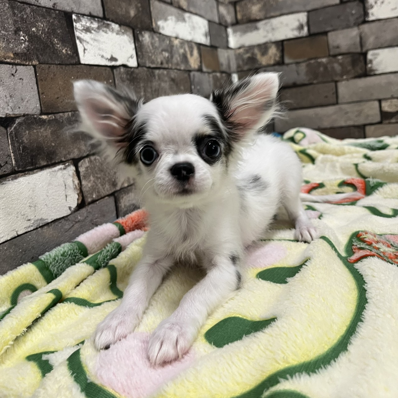 チワワ | 【ラバーズドッグ】LOVERS DOG