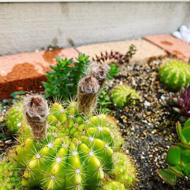 サボテンの花｜マニカホーム徳重ショールームのスタッフブログ
